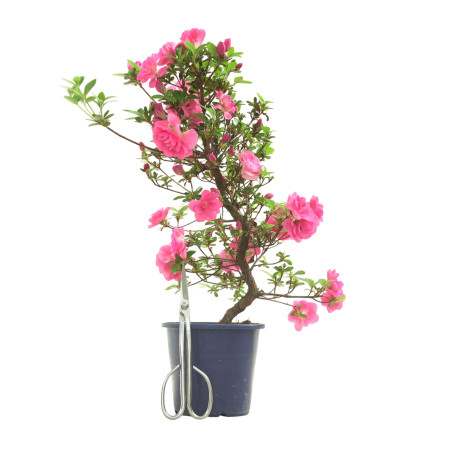 AZALEA KINUBOTAN IB324A