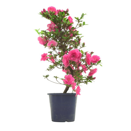 AZALEA KINUBOTAN IB324A