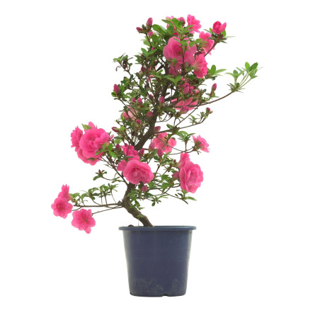 AZALEA KINUBOTAN IB324A