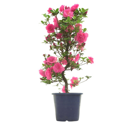 AZALEA KINUBOTAN IB324A