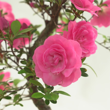 AZALEA KINUBOTAN IB324A