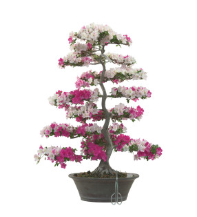 AZALEA KINKIRIN IB282