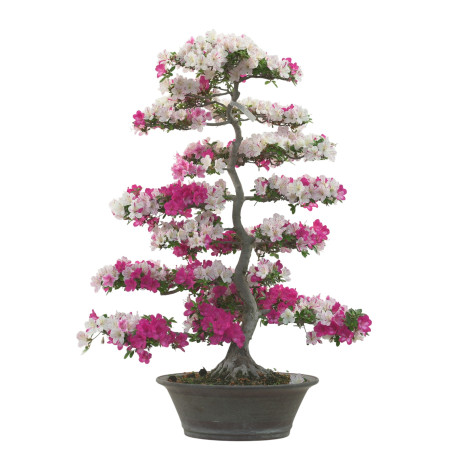 AZALEA KINKIRIN IB282