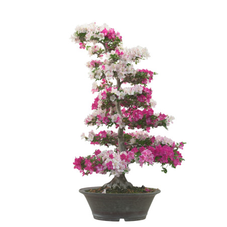 AZALEA KINKIRIN IB282