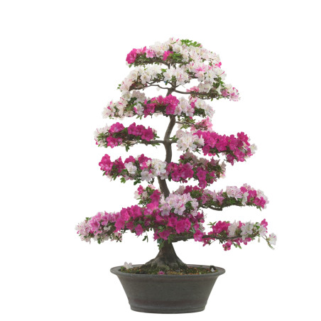 AZALEA KINKIRIN IB282