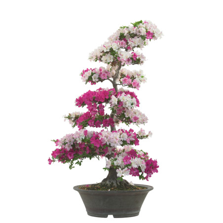 AZALEA KINKIRIN IB282
