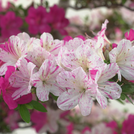 AZALEA KINKIRIN IB282
