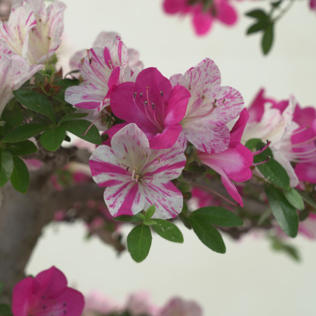 AZALEA KINKIRIN IB282