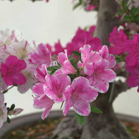 AZALEA KINKIRIN IB282
