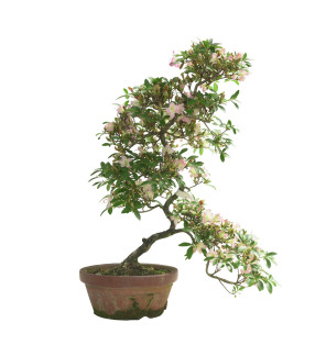 AZALEA SAKURAKOMACHI IB292