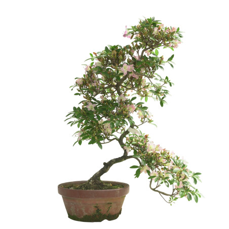AZALEA SAKURAKOMACHI IB292