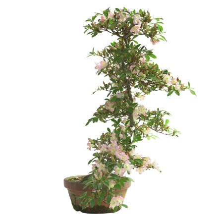 AZALEA SAKURAKOMACHI IB292