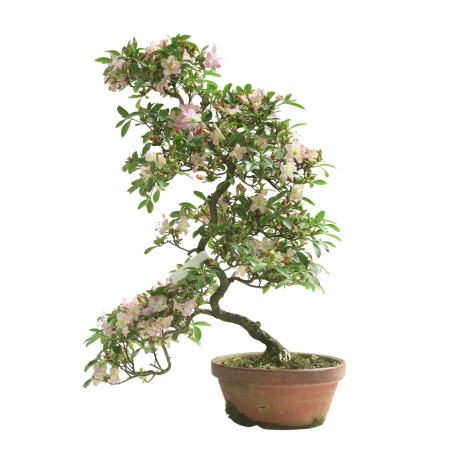AZALEA SAKURAKOMACHI IB292