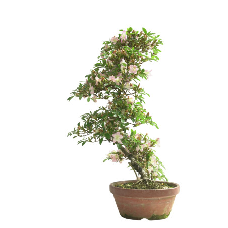 AZALEA SAKURAKOMACHI IB292