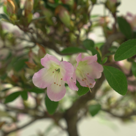 AZALEA SAKURAKOMACHI IB292