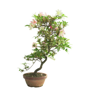 AZALEA GEKKA NO UTAGE IB286