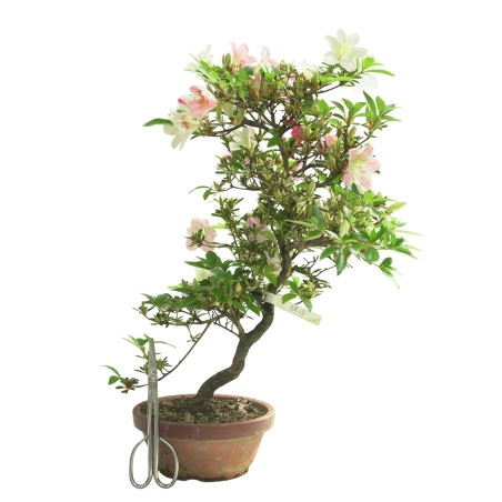 AZALEA GEKKA NO UTAGE IB286