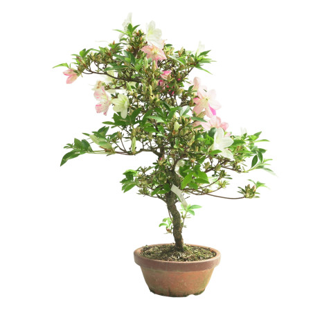 AZALEA GEKKA NO UTAGE IB286