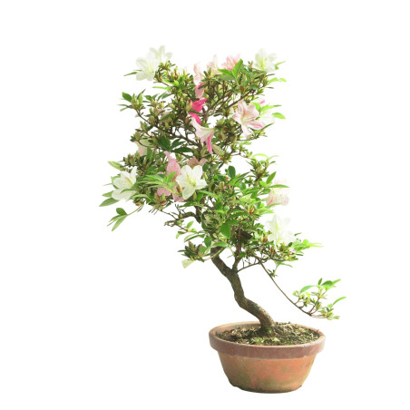 AZALEA GEKKA NO UTAGE IB286