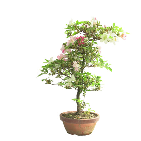 AZALEA GEKKA NO UTAGE IB286
