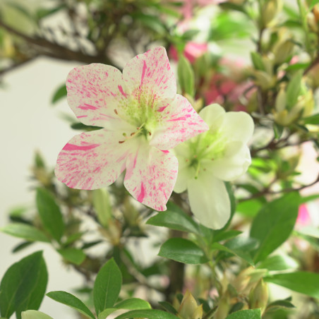 AZALEA GEKKA NO UTAGE IB286