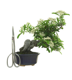 PYRACANTHA IB247