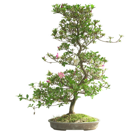 AZALEA IB302