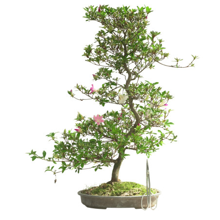 AZALEA IB302
