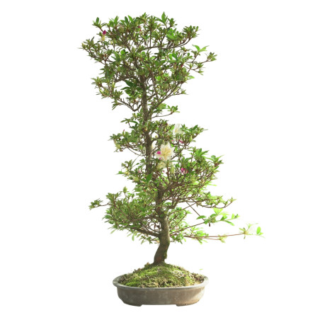 AZALEA IB302