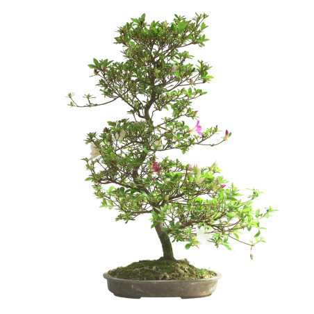 AZALEA IB302