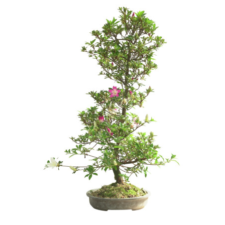 AZALEA IB302