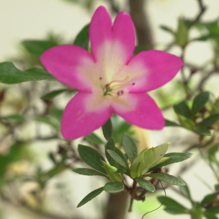 AZALEA IB302