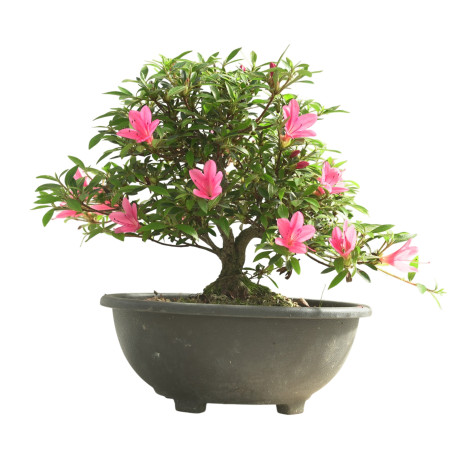 AZALEA KORIN IB340