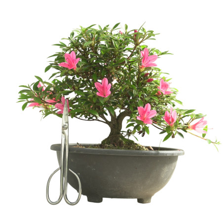 AZALEA KORIN IB340