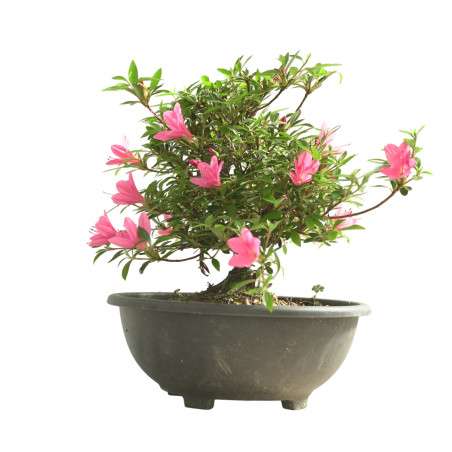 AZALEA KORIN IB340