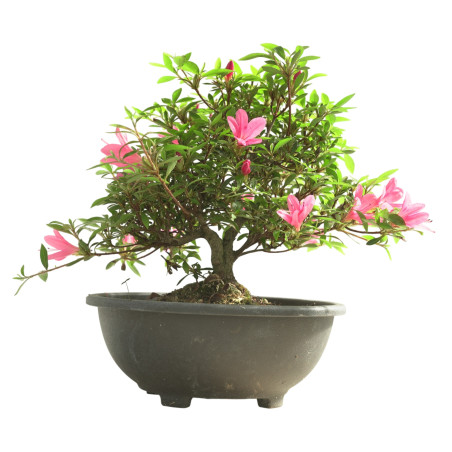 AZALEA KORIN IB340