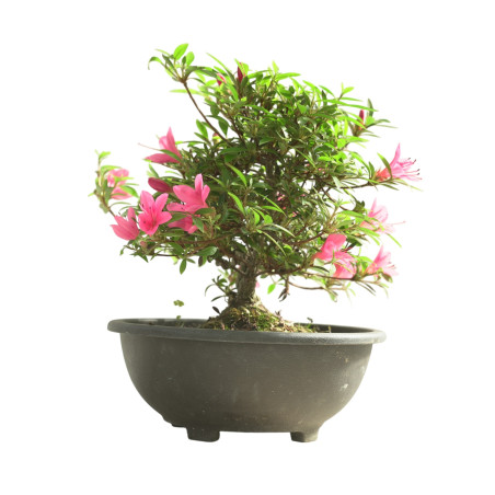 AZALEA KORIN IB340