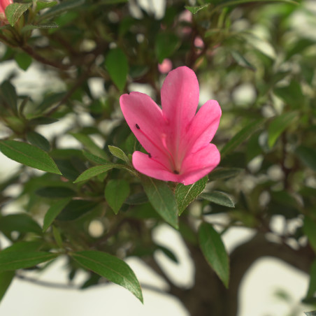 AZALEA KORIN IB340