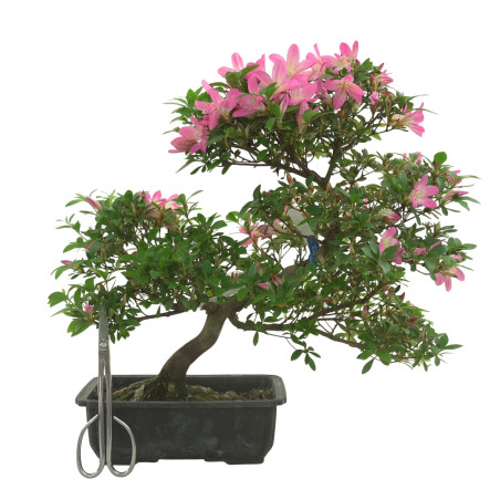 AZALEA NEONOHARU IB281