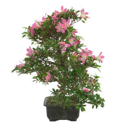 AZALEA NEONOHARU IB281