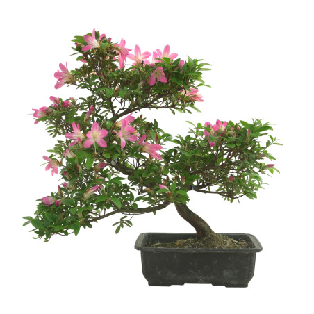 AZALEA NEONOHARU IB281