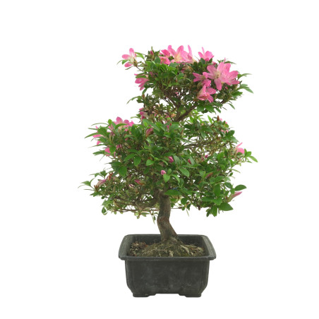 AZALEA NEONOHARU IB281