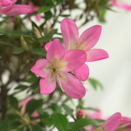 AZALEA NEONOHARU IB281