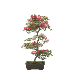 AZALEA SENSHOKUBIJIN IB280