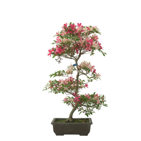 AZALEA SENSHOKUBIJIN IB280