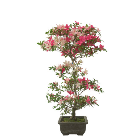 AZALEA SENSHOKUBIJIN IB280