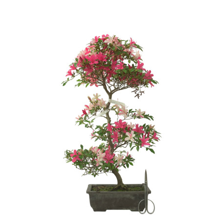 AZALEA SENSHOKUBIJIN IB280
