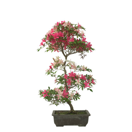 AZALEA SENSHOKUBIJIN IB280