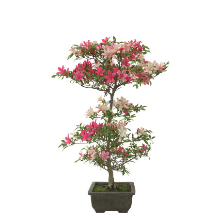 AZALEA SENSHOKUBIJIN IB280