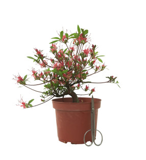 AZALEA CHOJUHO IB329